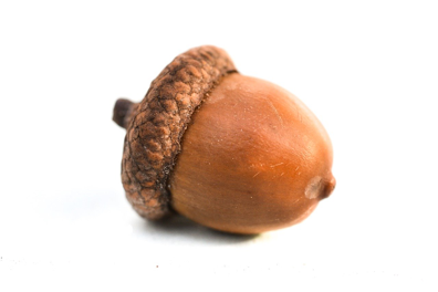 Photograph of an acorn